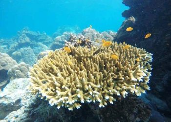 Ilmuwan Peringatkan Titik Balik Iklim Mulai Terlewati Menjelang KTT Iklim COP30