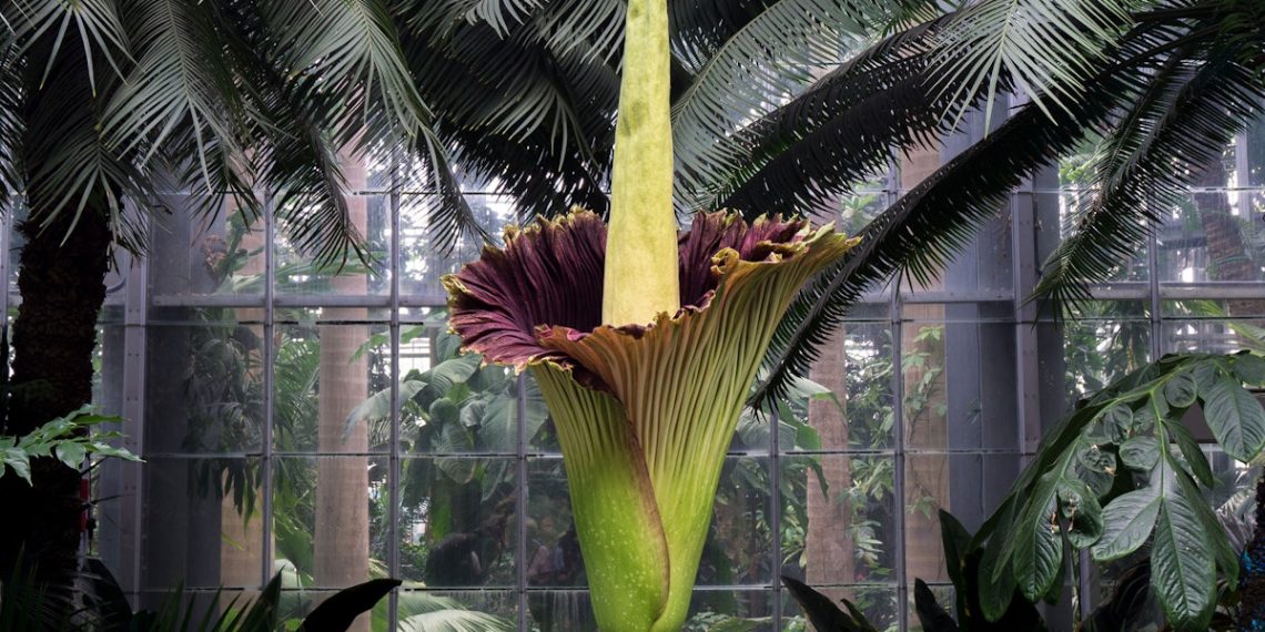 Mengapa Bunga Bangkai Langka? Ini Asal, Ciri dan Ancaman Habitatnya