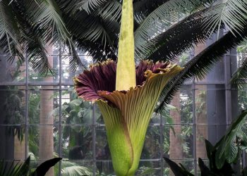 Mengapa Bunga Bangkai Langka? Ini Asal, Ciri dan Ancaman Habitatnya