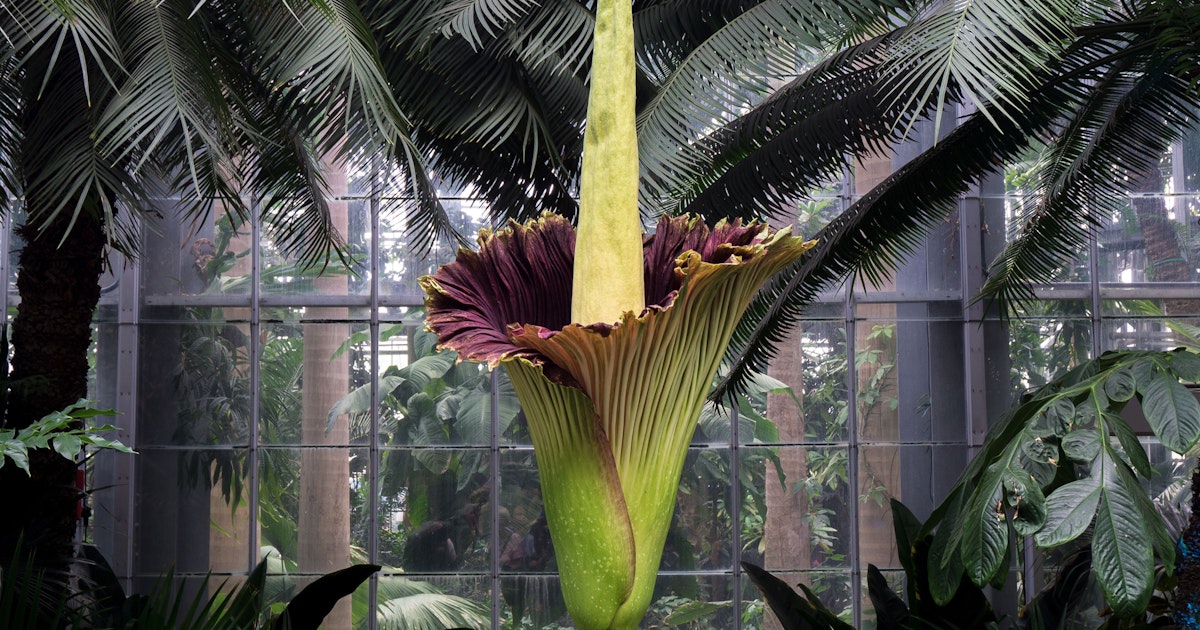 Mengapa Bunga Bangkai Langka? Ini Asal, Ciri dan Ancaman Habitatnya