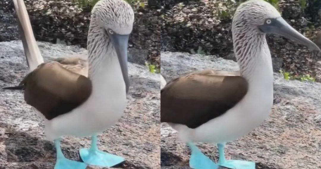 Blue-Footed Booby: Burung Kaki Biru yang Unik, Lucu, dan Punya Tarian Kawin Ikonik