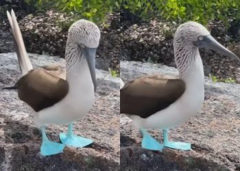 Blue-Footed Booby: Burung Kaki Biru yang Unik, Lucu, dan Punya Tarian Kawin Ikonik