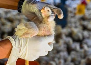 Warga Washington Tewas Akibat Komplikasi Flu Burung Strain Baru Yang Belum Pernah Ditemukan Pada Manusia