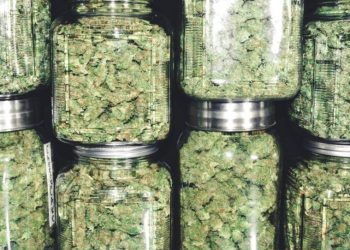 Hari Thanksgiving, Para Pengguna Ganja Bersyukur atas ‘Green Wednesday’