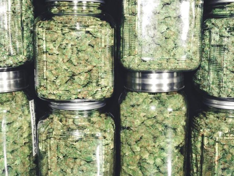 Hari Thanksgiving, Para Pengguna Ganja Bersyukur atas ‘Green Wednesday’