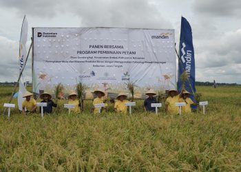 Bank Mandiri Dorong Ketahanan Pangan, Dampingi Petani Kebumen Tekan Potensi Gagal Panen