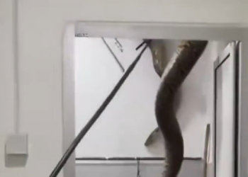 Piton 60 Kg Jatuh dari Plafon WC Rumah Guru di Malaysia