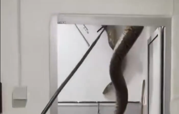 Piton 60 Kg Jatuh dari Plafon WC Rumah Guru di Malaysia