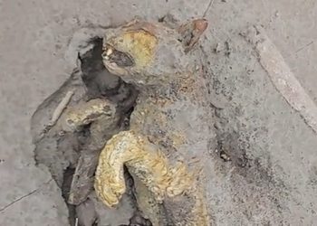 Dampak Semeru: Diduga Anak Macan Tewas Tertutup Debu Vulkanik