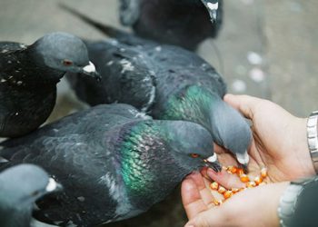 Turis Wajib Tahu, Memberi Makan Burung di Venesia Bisa Didenda