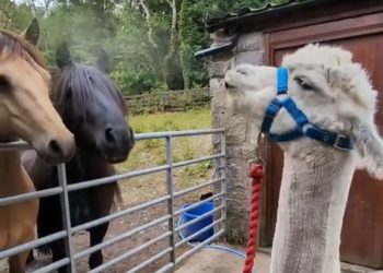 Meludah, Bahasa Tubuh Alpaka yang Penuh Arti di Balik Kelucuannya