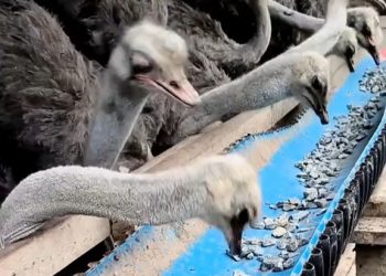 Kenapa Burung Unta Makan Batu? Fakta Unik yang Jarang Dibahas