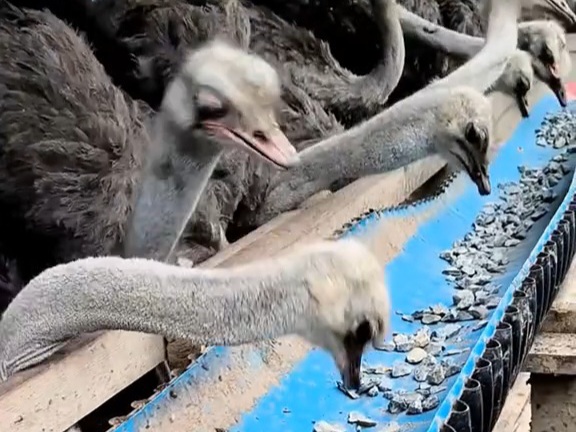 Kenapa Burung Unta Makan Batu? Fakta Unik yang Jarang Dibahas