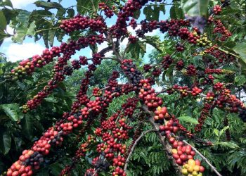 Produksi Kopi Paling Besar Ada di Brasil, Arabika Jadi Andalan