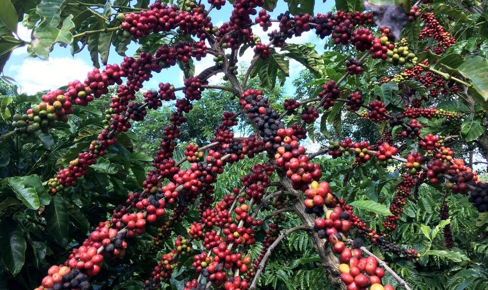 Produksi Kopi Paling Besar Ada di Brasil, Arabika Jadi Andalan