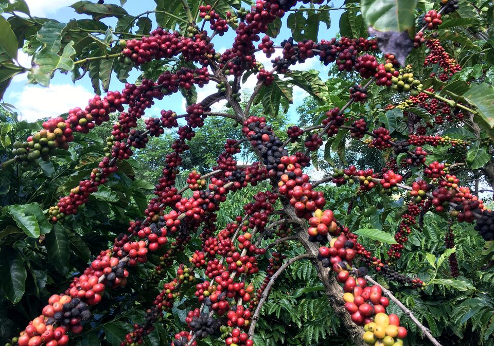 Produksi Kopi Paling Besar Ada di Brasil, Arabika Jadi Andalan