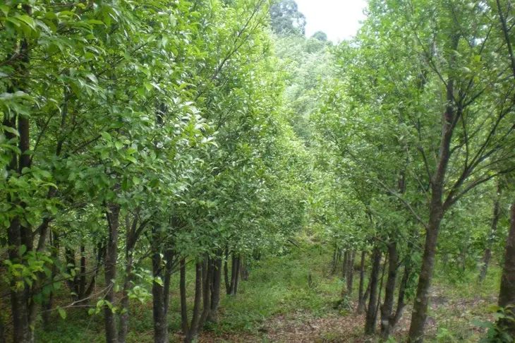 Pohon Gaharu, Si “Emas Hijau” dengan Harga Fantastis