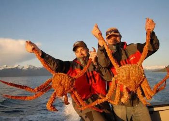 Alasan Harga Kepiting Alaska Tinggi di Pasar Internasional