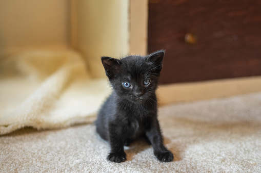 Inggris dan Skotlandia Anggap Kucing Hitam Pembawa Keberuntungan