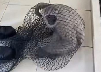 Owa Jawa Lepas dari Kandang, ART Terluka Saat Evakuasi Hewan