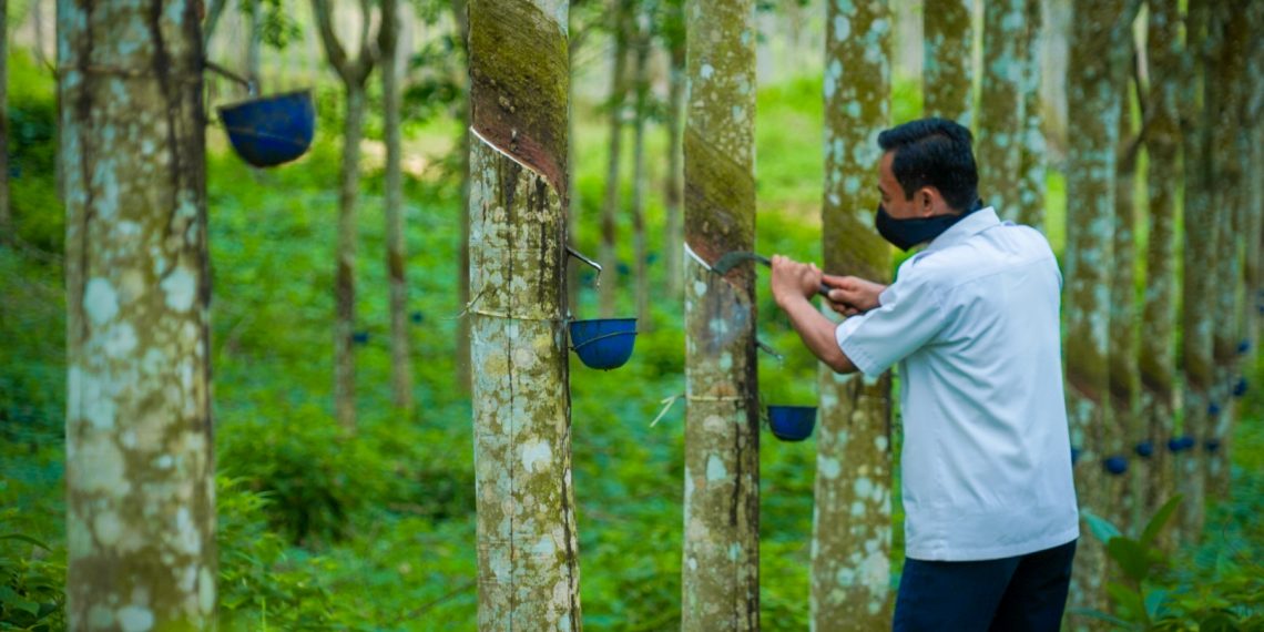 Petani Karet Masih Jadi Penopang Ekonomi di Banyak Daerah Indonesia
