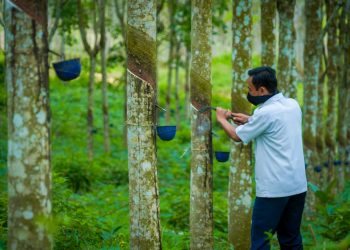 Petani Karet Masih Jadi Penopang Ekonomi di Banyak Daerah Indonesia