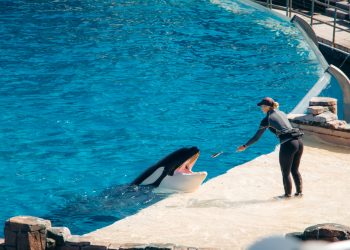 Biaya Bangun SeaWorld Bisa Setara Proyek Tol Raksasa
