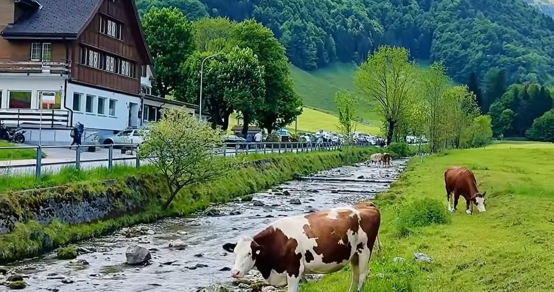 Petani dan Peternak Jadi Profesi Langka di Swiss