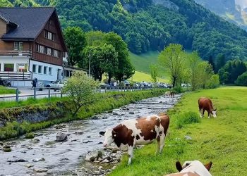 Petani dan Peternak Jadi Profesi Langka di Swiss