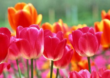 Tulip, Bunga Cantik yang Berasal dari Turki tapi Populer di Belanda