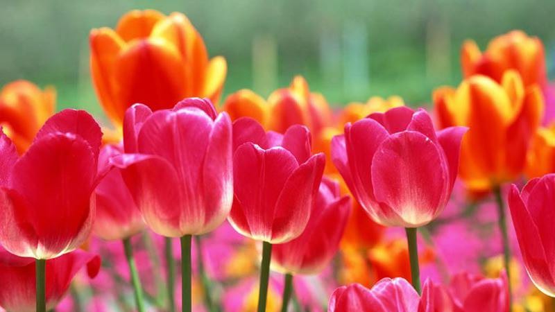 Tulip, Bunga Cantik yang Berasal dari Turki tapi Populer di Belanda