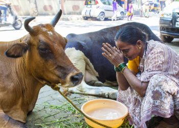 Sapi Dianggap Suci di India, Peranannya Lebih dari Sekadar Hewan Ternak