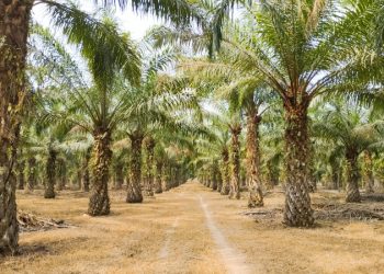 Benarkah Kelapa Sawit Penyebab Bencana Ekologis, Ini Kata Peneliti
