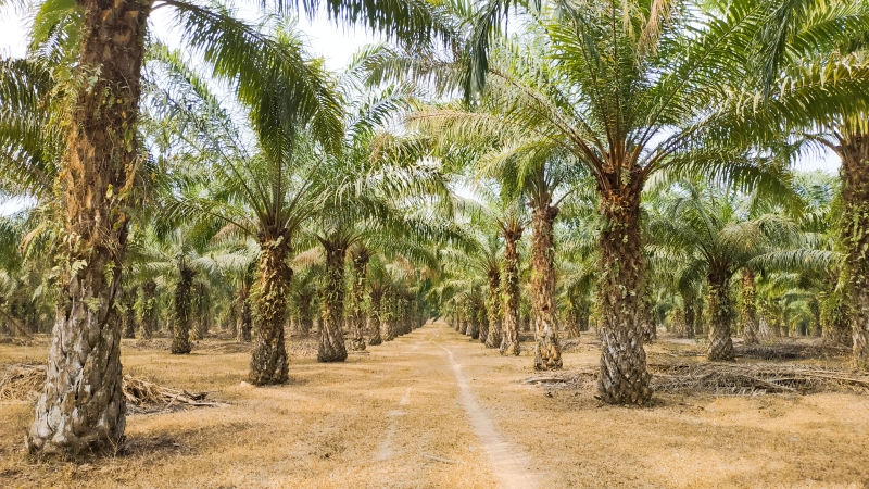 Benarkah Kelapa Sawit Penyebab Bencana Ekologis, Ini Kata Peneliti