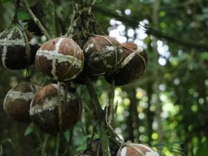Fenomena Rumah Miring di Amsterdam, Unik tapi Tetap Dihuni hingga Kini