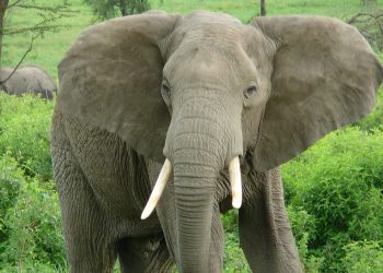 Peran Penting Gajah bagi Ekosistem Terancam oleh Penyusutan Hutan