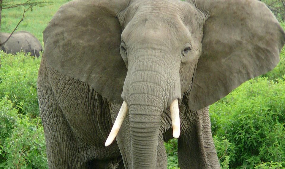 Peran Penting Gajah bagi Ekosistem Terancam oleh Penyusutan Hutan