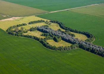 Hutan Gitar Raksasa di Argentina Jadi Simbol Cinta Abadi