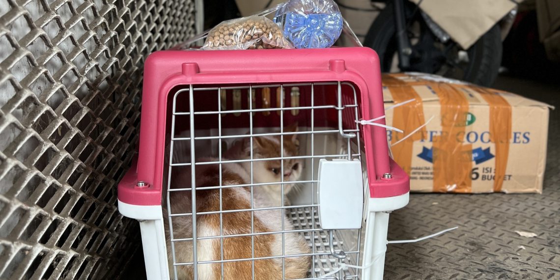 KAI Logistik Angkut 143.469 Hewan Peliharaan di Momen Libur Natal dan Tahun Baru