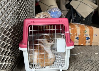 KAI Logistik Angkut 143.469 Hewan Peliharaan di Momen Libur Natal dan Tahun Baru