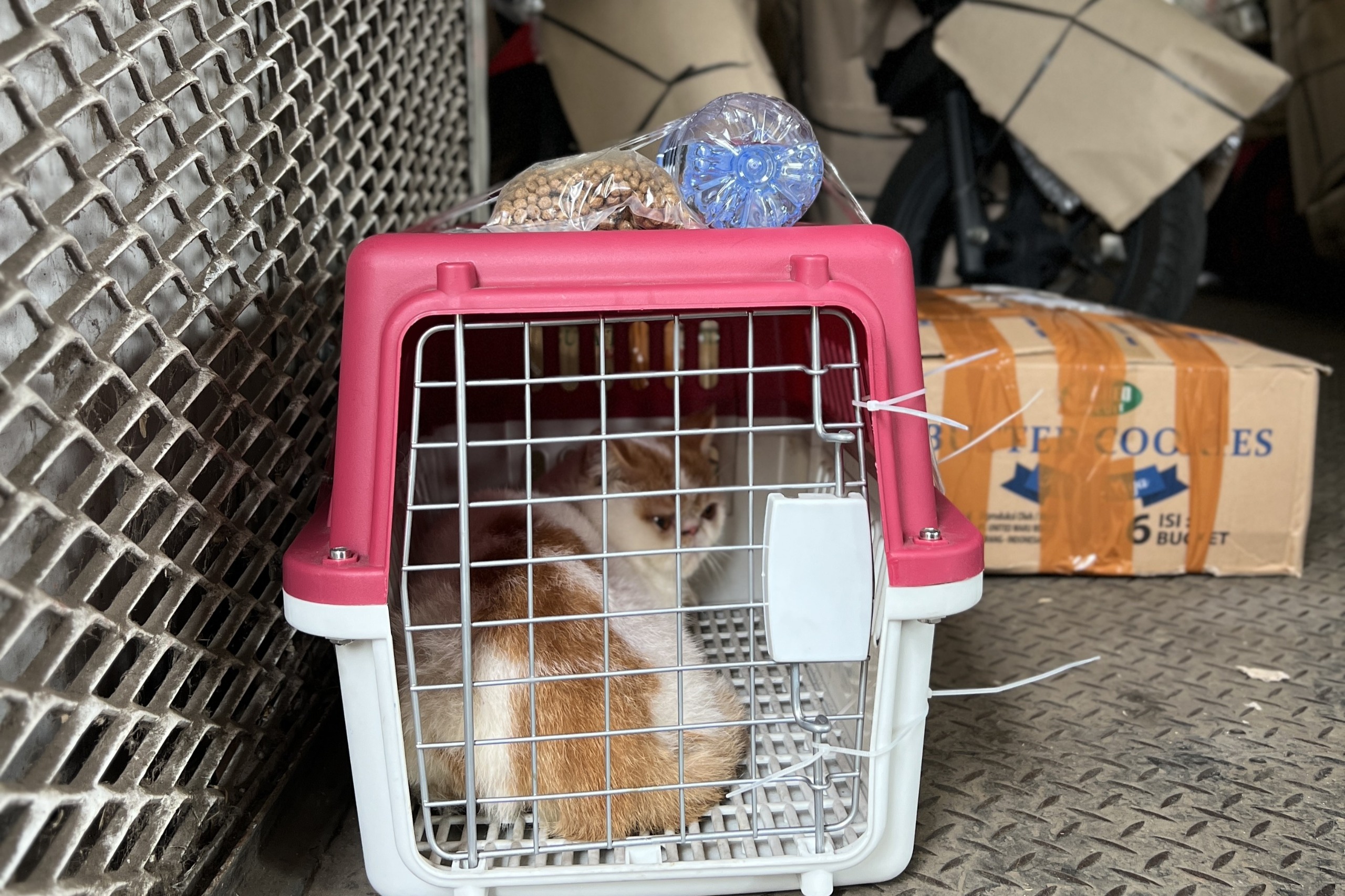 KAI Logistik Angkut 143.469 Hewan Peliharaan di Momen Libur Natal dan Tahun Baru