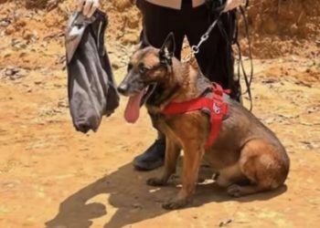 Reno Anjing Pelacak Gugur Usai Bertugas di Lokasi Banjir Bandang Sumatra