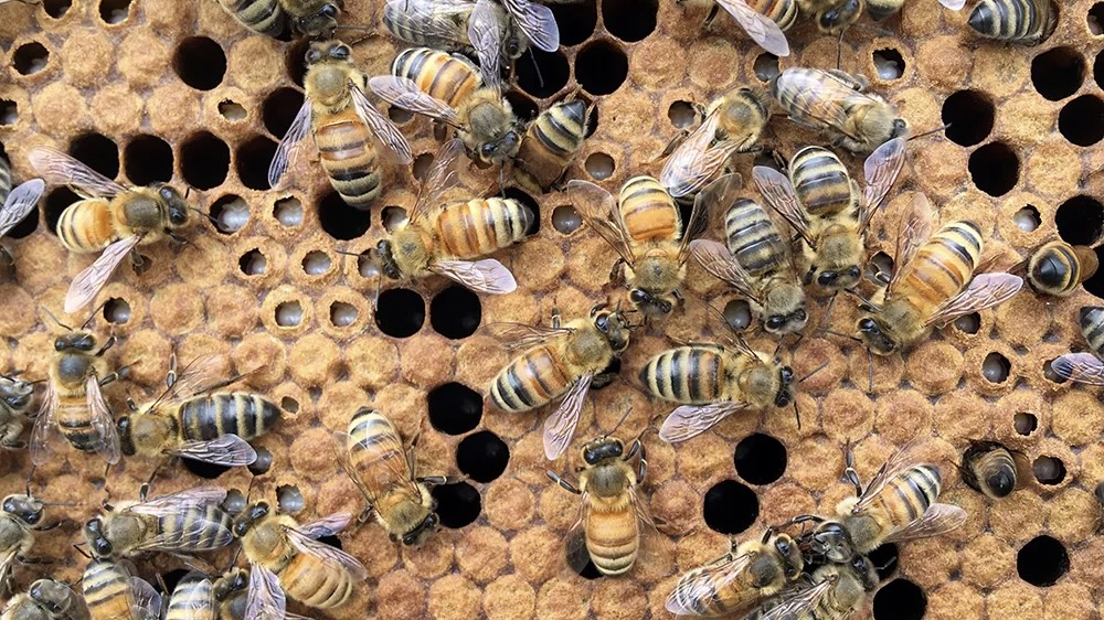 Lebah Dianggap Berperan Penting Jaga Keseimbangan Ekosistem