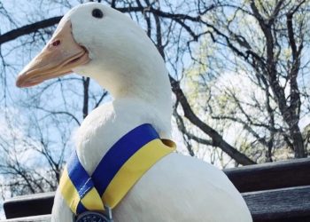 Bebek Bernama Wrinkle Curi Perhatian Setelah Ikut New York City Marathon dan Raih Medali