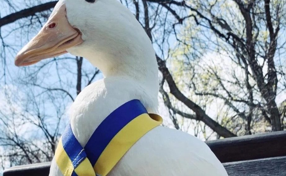 Bebek Bernama Wrinkle Curi Perhatian Setelah Ikut New York City Marathon dan Raih Medali