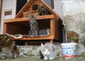 Di Istanbul, Kucing Jalanan Hidup Aman dengan Dukungan Warga Kota