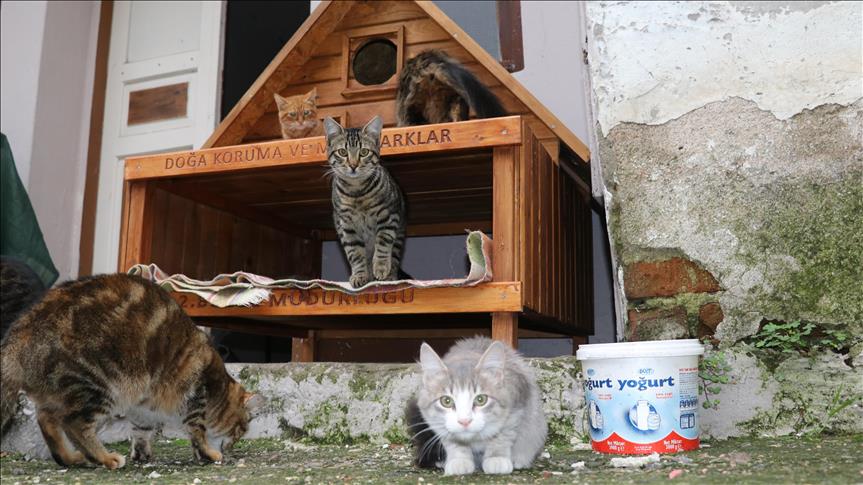 Di Istanbul, Kucing Jalanan Hidup Aman dengan Dukungan Warga Kota