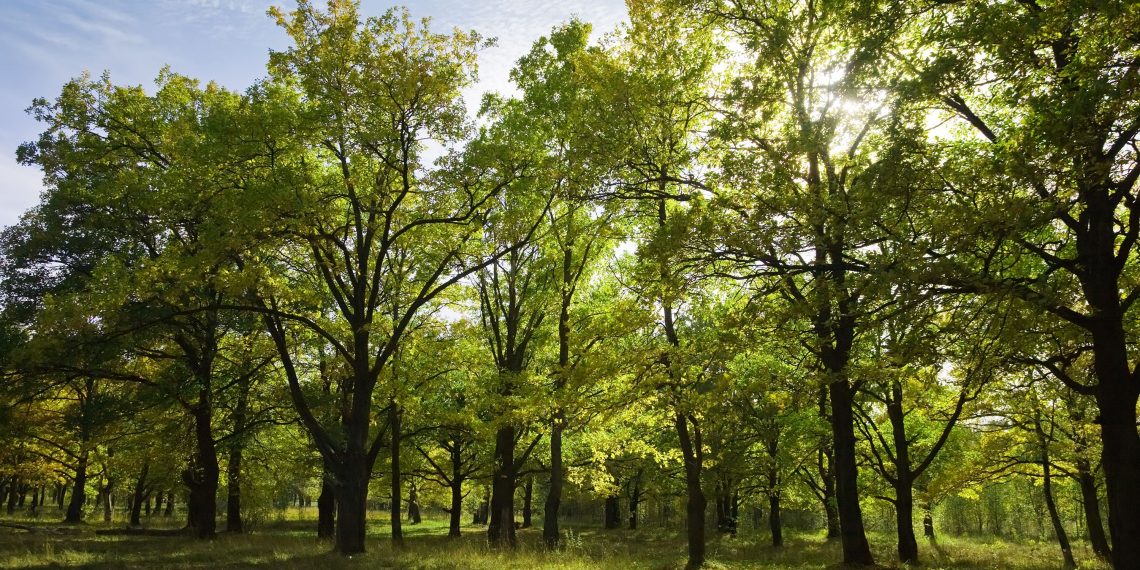 Penebangan Berlebihan Merusak Alam, Manusia yang Pertama Jadi Korban