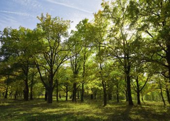 Penebangan Berlebihan Merusak Alam, Manusia yang Pertama Jadi Korban