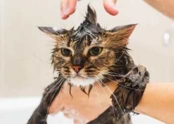 Kenapa Kucing Takut Air? Ini Alasan yang Perlu Kamu Tahu